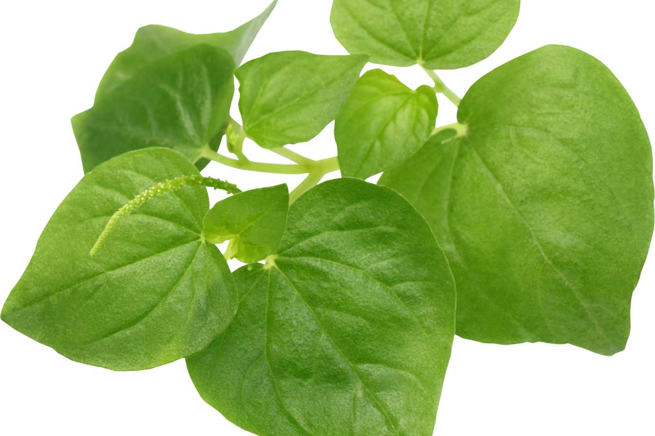 peperomia-vs-pilea-2