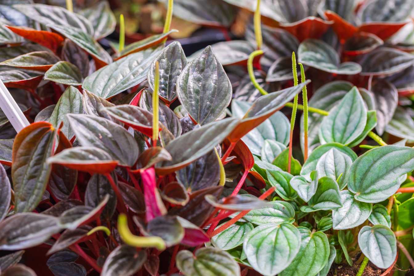 peperomia-vs-pilea-3